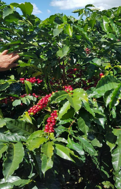 COSTA RICA LA MONTAÑA