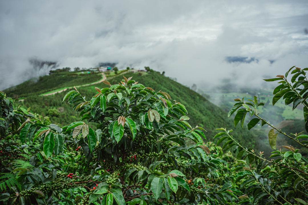COLOMBIA FINCA LAS NUBES WASHED