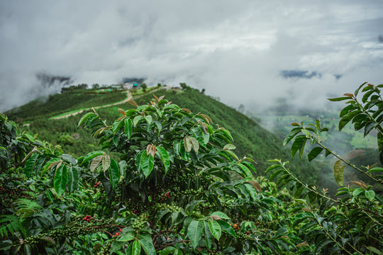 COLOMBIA FINCA LAS NUBES WASHED