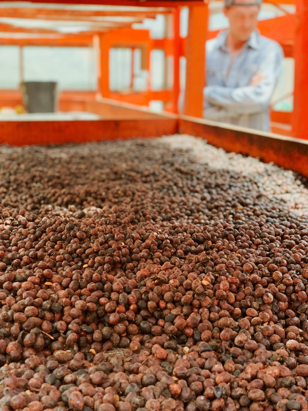 Natural process coffee at Finca Santa Elena in Colombia.