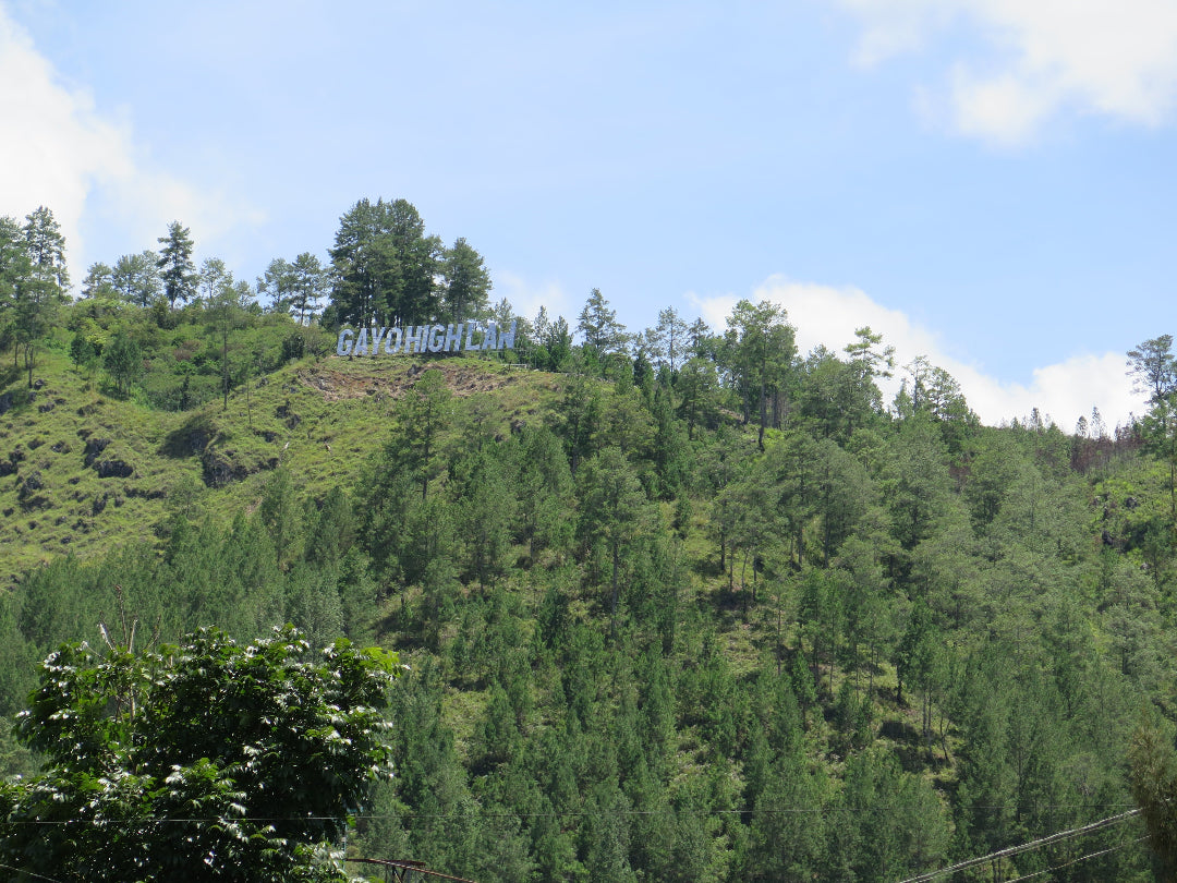 SUMATRA KOPEPI KETIARA