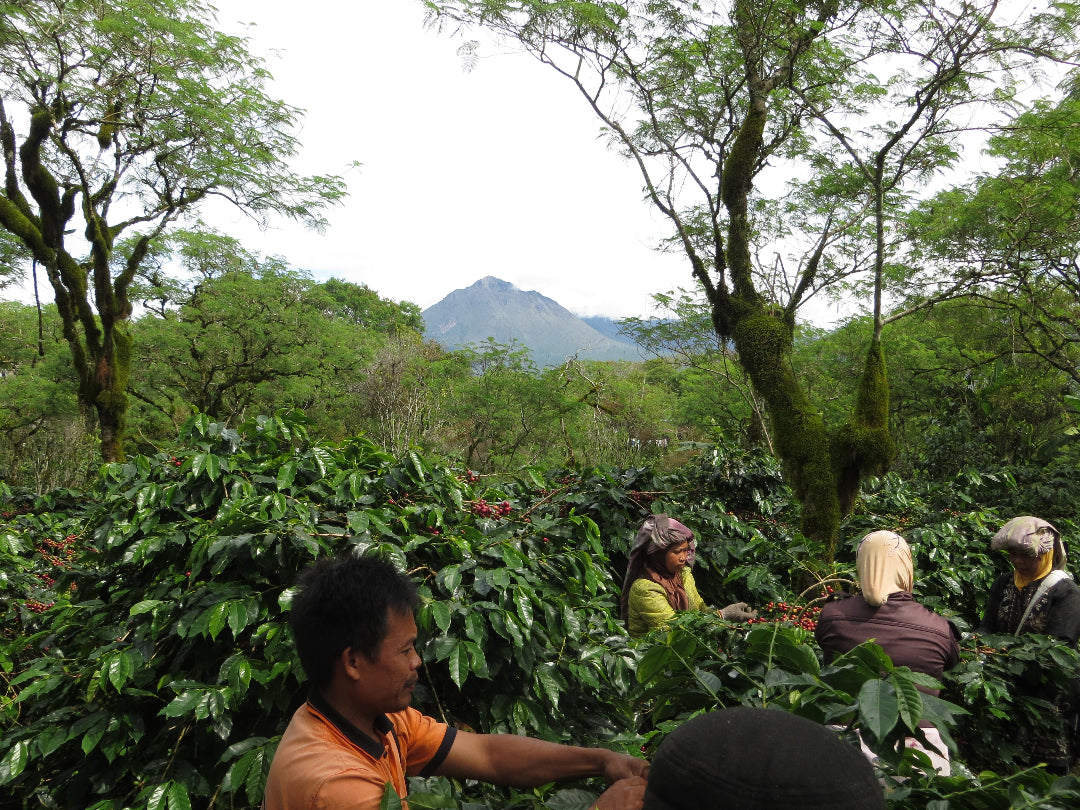 SUMATRA KOPEPI KETIARA
