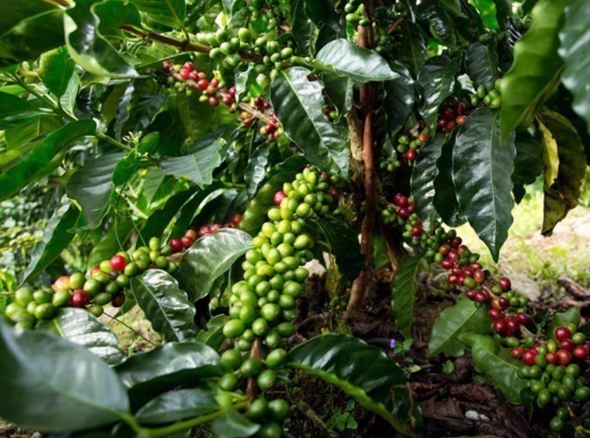 Costa Rica - Aquiares Estate
