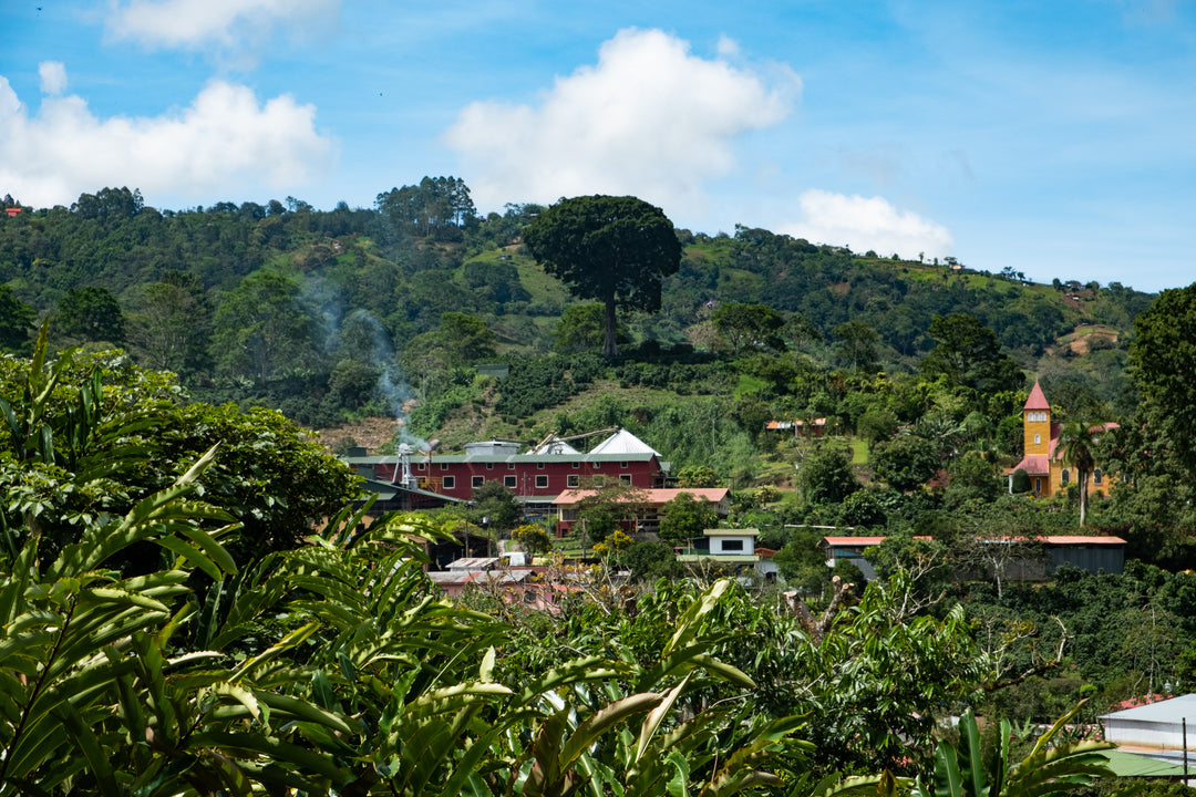 Costa Rica - Aquiares Estate