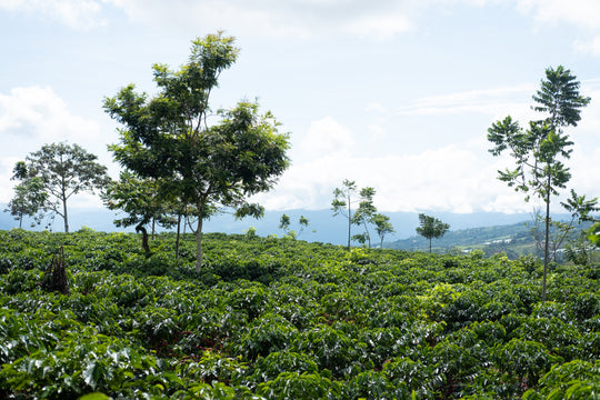 Costa Rica - Aquiares Estate