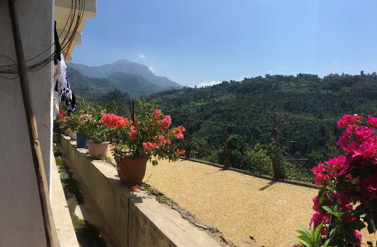 Balcony with potted flowers and a scenic view of mountains and greenery.
