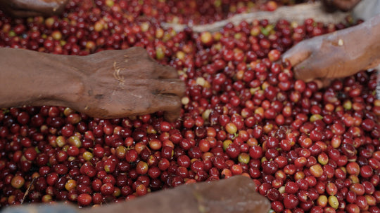 ETHIOPIA WACHU | SPECIAL RELEASE