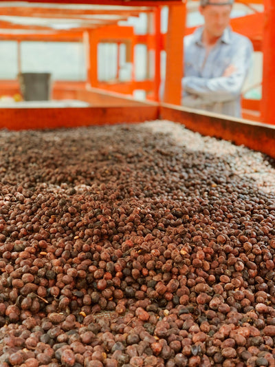 Natural process coffee at Finca Santa Elena in Colombia. 