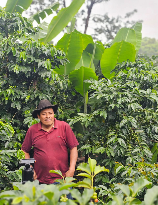 Guatemala Pascual