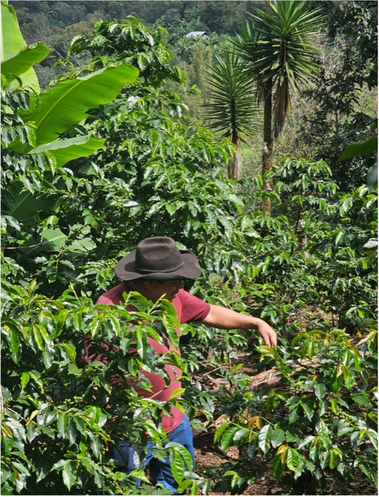 Guatemala Pascual