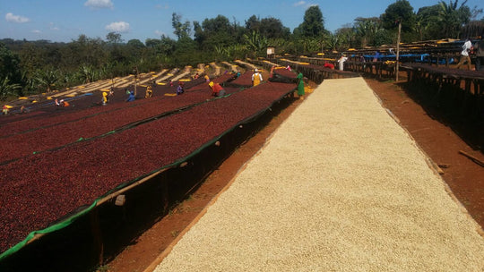 ETHIOPIA GUJI G1 NATURAL