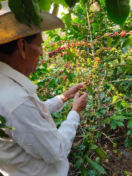 MEXICO NUEVO PARAISO