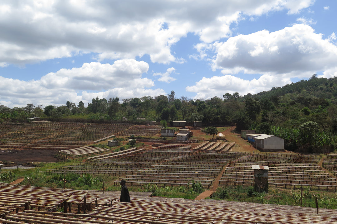 ETHIOPIA GUJI G1 NATURAL
